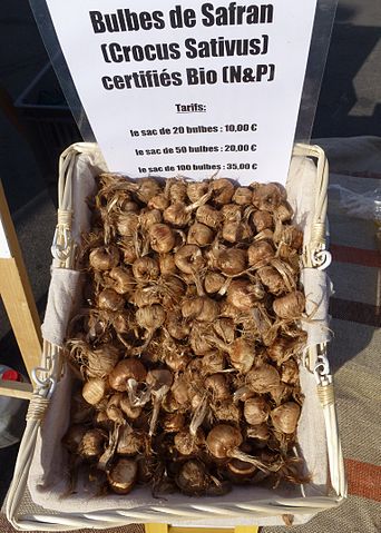 File:Safran - Saffron bulbs.JPG