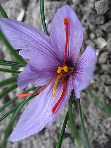 File:Crocus sativus 01 by Line1.JPG