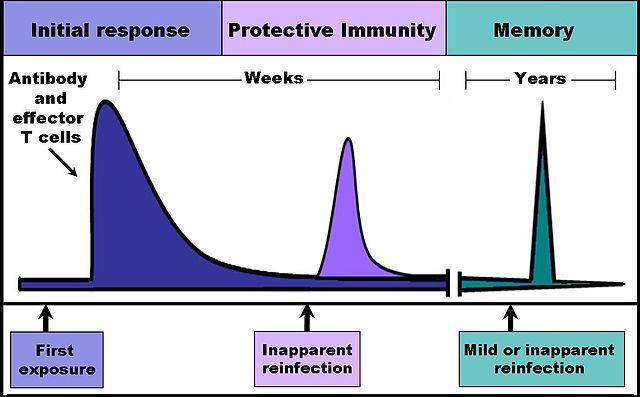 File:Immune response.jpg