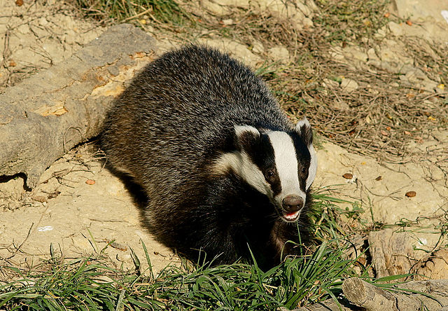 File:'Honey' the badger.jpg