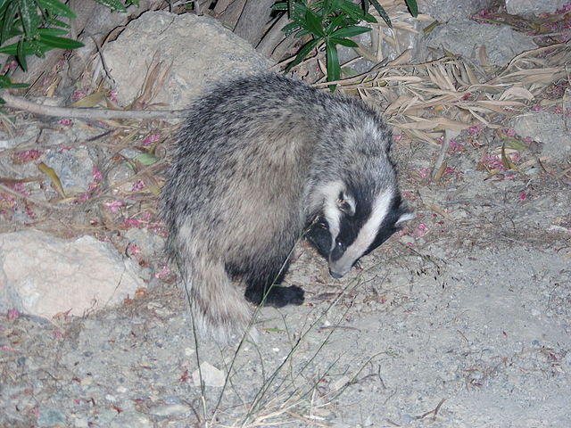 File:Badger Crete.jpg
