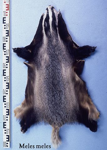 File:Meles meles (Eurasian badger) fur skin.jpg