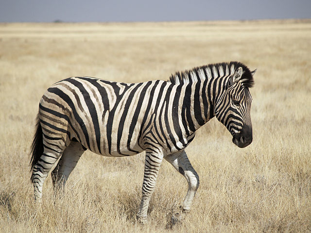 File:Burchell's Zebra (Etosha).jpg