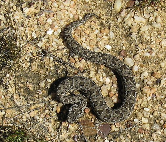 File:Bitis atropos, Berg Adder in the Cedarberg.jpg
