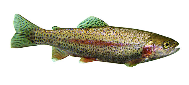 File:Trout.jpg