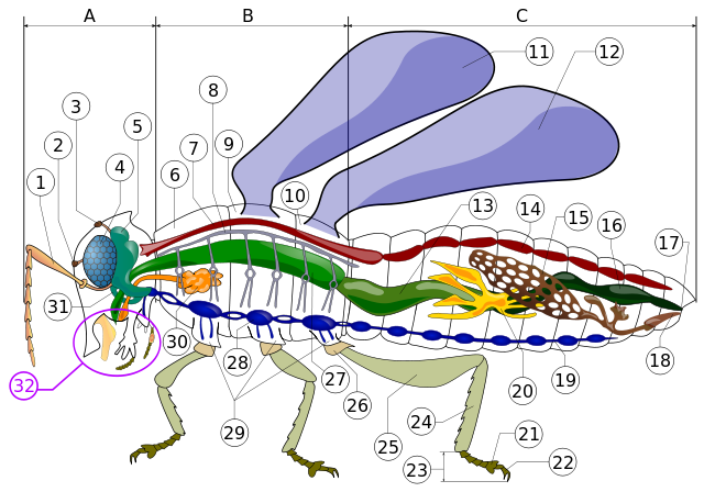 File:Insect anatomy diagram.svg