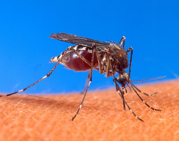 File:Aedes aegypti biting human.jpg