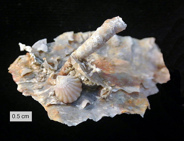 File:Permian Silicified Sclerobionts.JPG