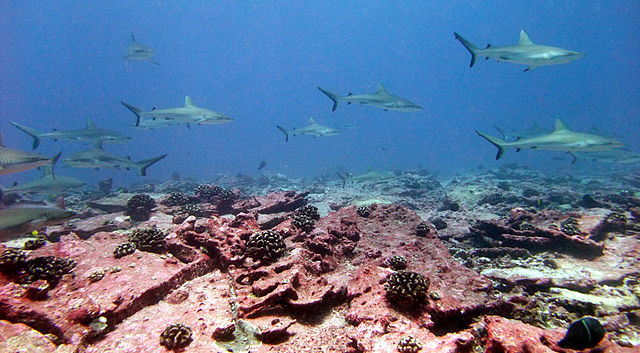 File:Carcharhinus amblyrhynchos jarvis island.jpg