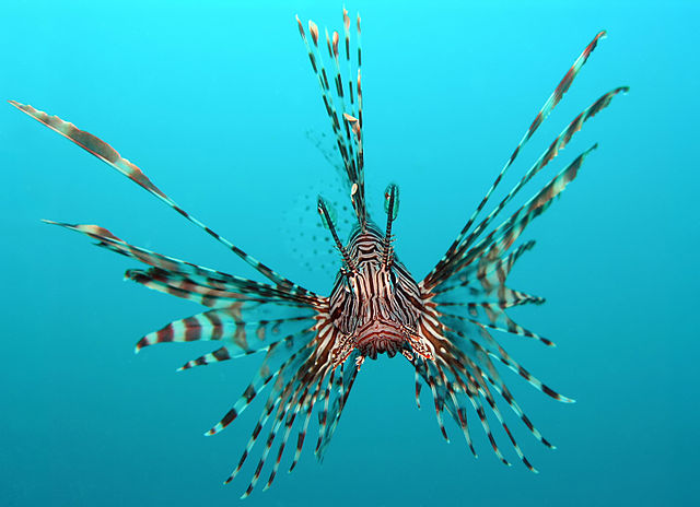 File:Pterois volitans Manado-e edit.jpg