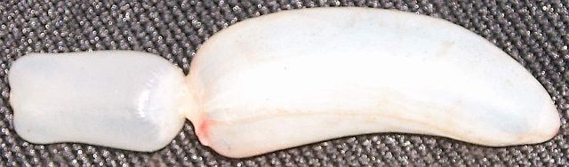 File:Swim bladder.jpg