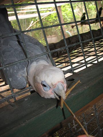 File:Cockatoo hybrid -Flying High Bird Habitat, Australia-8a.jpg