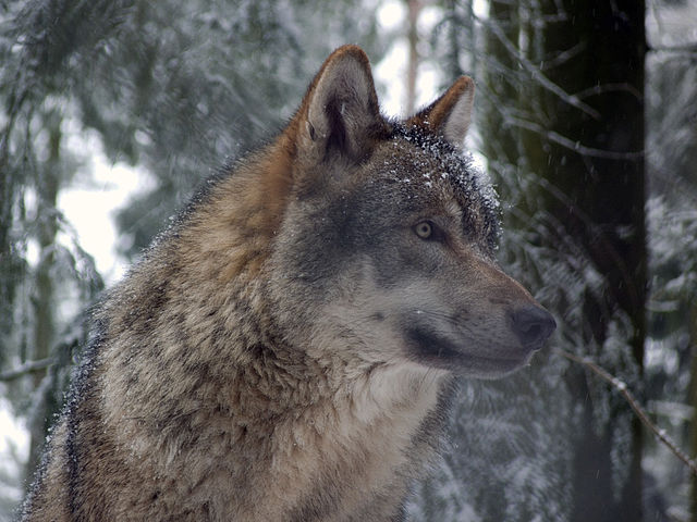 File:Grauwolf P1130275.jpg
