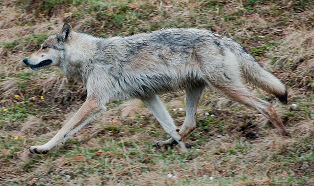 File:Wolf on the move.jpg