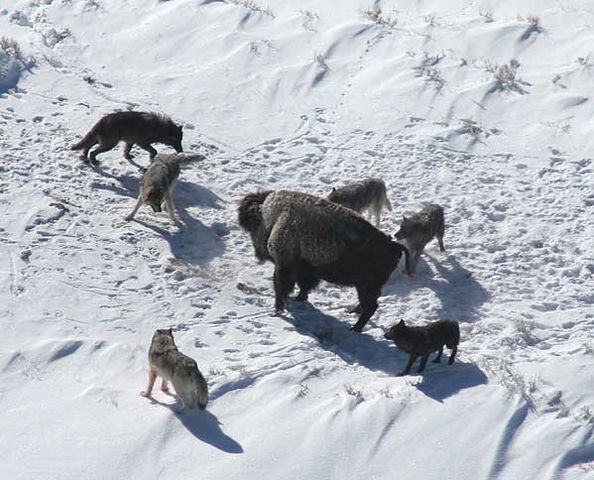File:Canis lupus pack surrounding Bison.jpg