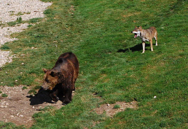 File:Ursus arctos, Canis lupus - Juraparc, Vallorbe, Vaud, Switzerland - 20090822.jpg.JPG