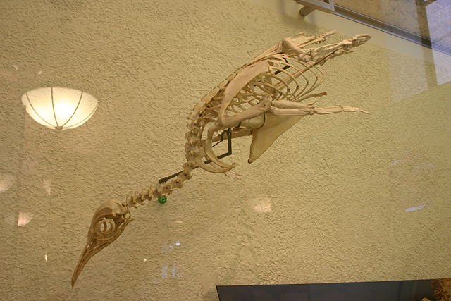 File:Aptenodytes forsteri (1).jpg