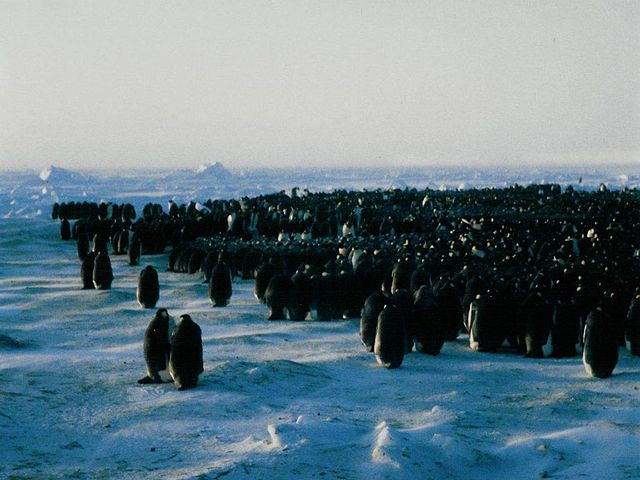 File:EmperorPenguinColonyClose.jpg