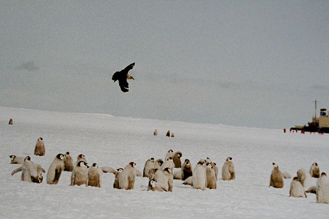 File:Skua over penguins chicks.jpg