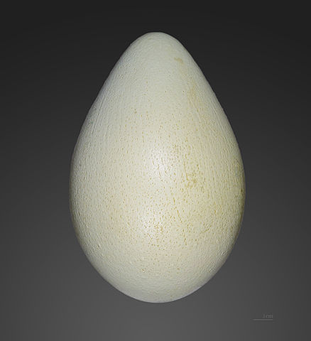 File:Aptenodytes forsteri MHNT.jpg