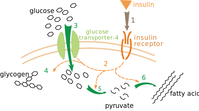File:Insulin glucose metabolism ZP.svg