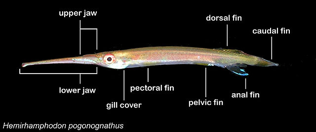 File:Labelled H pogonognathus.jpg