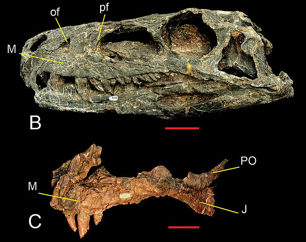 File:Herrerasaurus skull.jpg