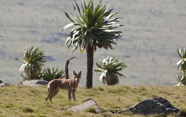 File:Canis simensis -Simien Mountains, Ethiopia-8.jpg