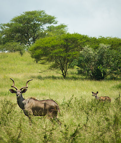 File:Mountain Nyala.jpg