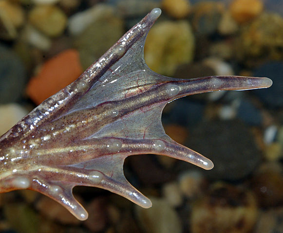 File:Rana temporaria 04 by-dpc.jpg