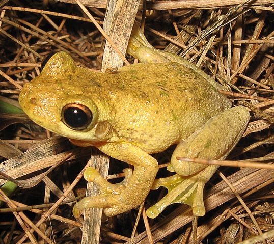 File:Litoria tyleri.jpg