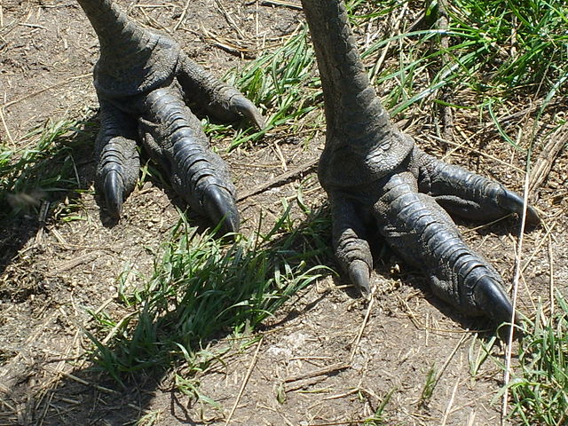 File:Dromaius novaehollandiae -zoo -two feet.jpg