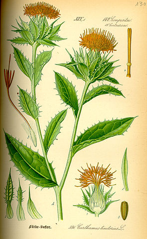 File:Illustration Carthamus tinctorius0.jpg