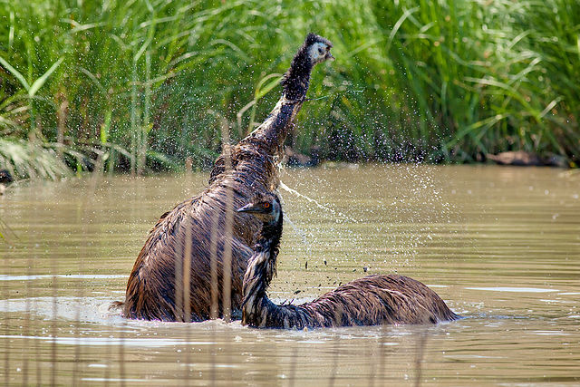 File:Emus bathing Feb09.jpg