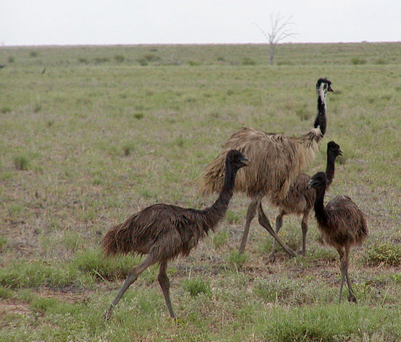 File:Emu family.jpg