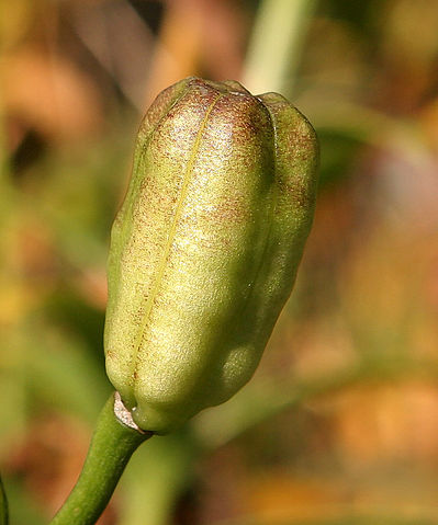 File:Lilyfruit.jpg