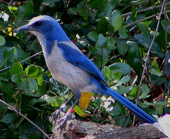 File:Florida Scrub Jay.jpg