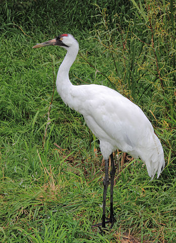 File:Grus americana Sasata.jpg