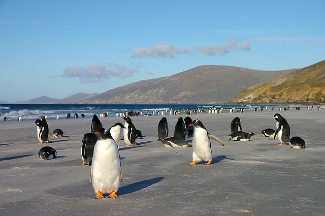 File:Gentoo-Colony.jpg