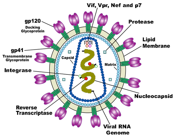 File:HIV Virion-en.png