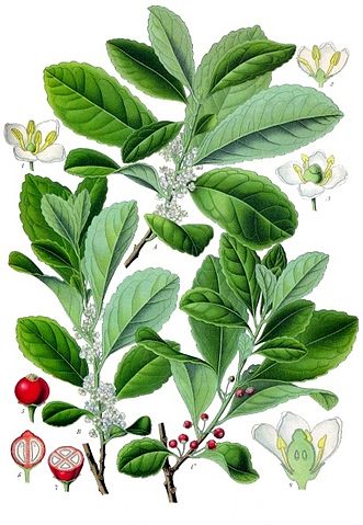 File:Ilex paraguariensis - K&ouml;hler&ndash;s Medizinal-Pflanzen-074.jpg