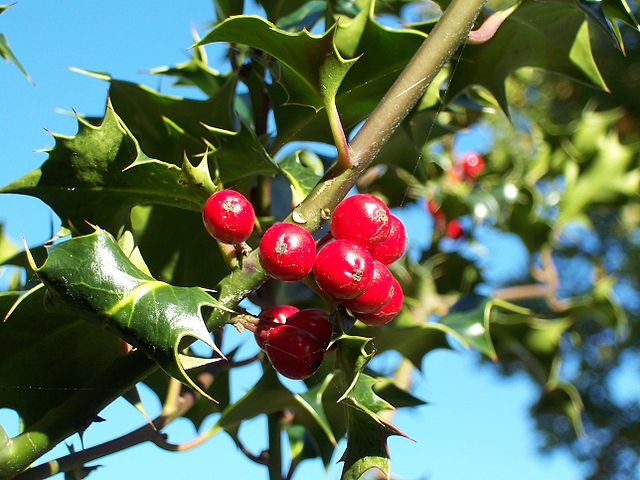 File:Ilex-aquifolium (Europaeische Stechpalme-1.jpg