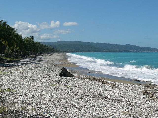 File:Gommier Ha&iuml;ti.JPG
