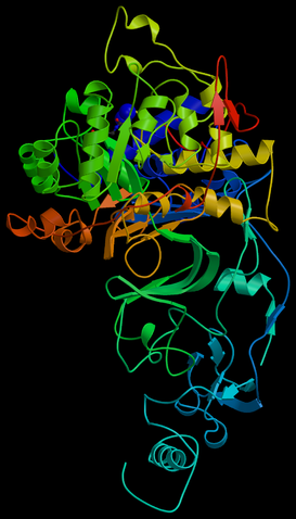 File:Helicobacter Pylori Urease.png