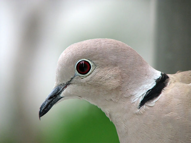 File:Collared Dove -upper body profile-8.jpg