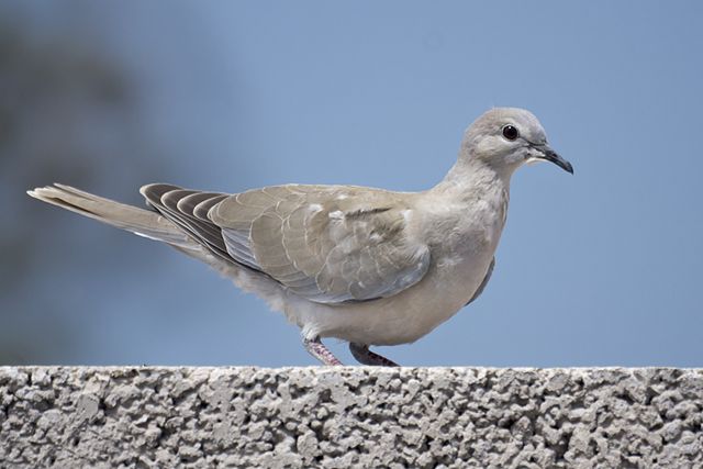 File:Streptopelia decaocto -Gran Canaria, Canary Islands, Spain -juvenile-8.jpg