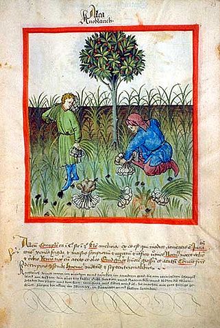 File:Tacuinum sanitatis-garlic.jpg