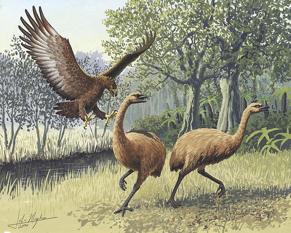 File:Giant Haasts eagle attacking New Zealand moa.jpg
