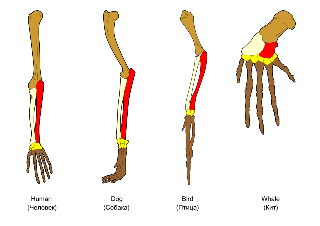 File:Homology vertebrates.svg