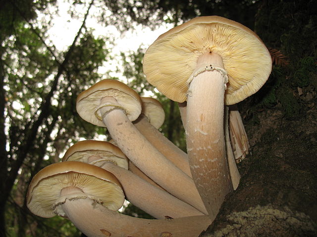 File:Armillaria ostoyae MO.jpg